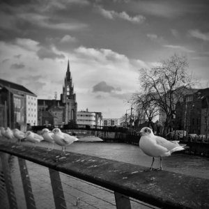 Calm Before the Storm: Seagulls sit on the barrier at the South Mall boardwalk as Storm Dennis starts to build, February | SHORTLISTED | Photographer: Deirdre Cody