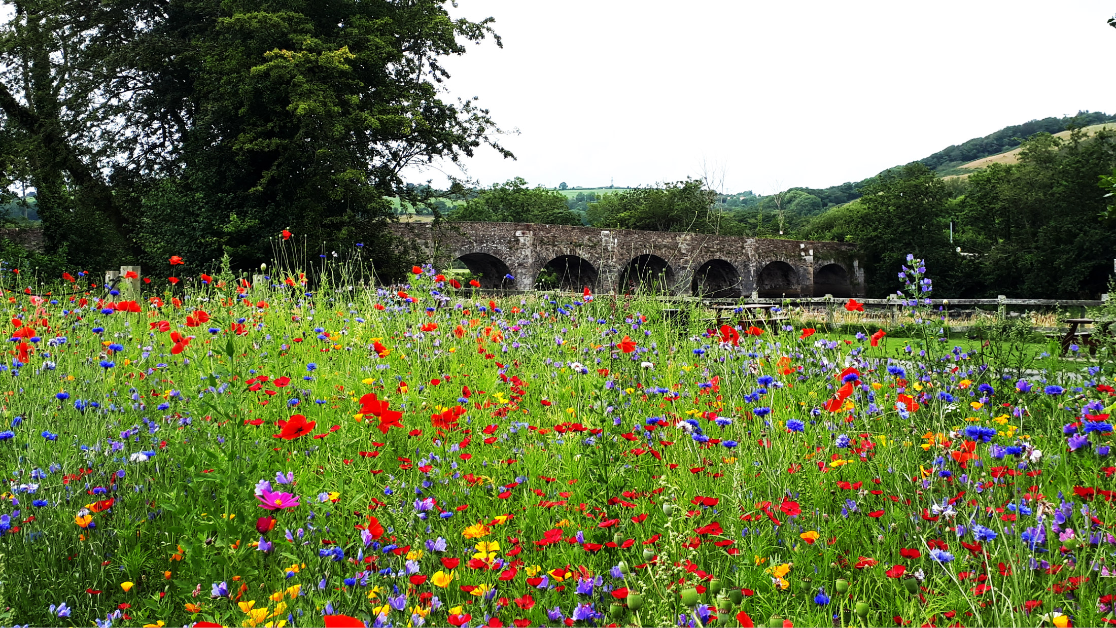 WINNING PHOTO Ballincollig Regional Park by Martina Kingston